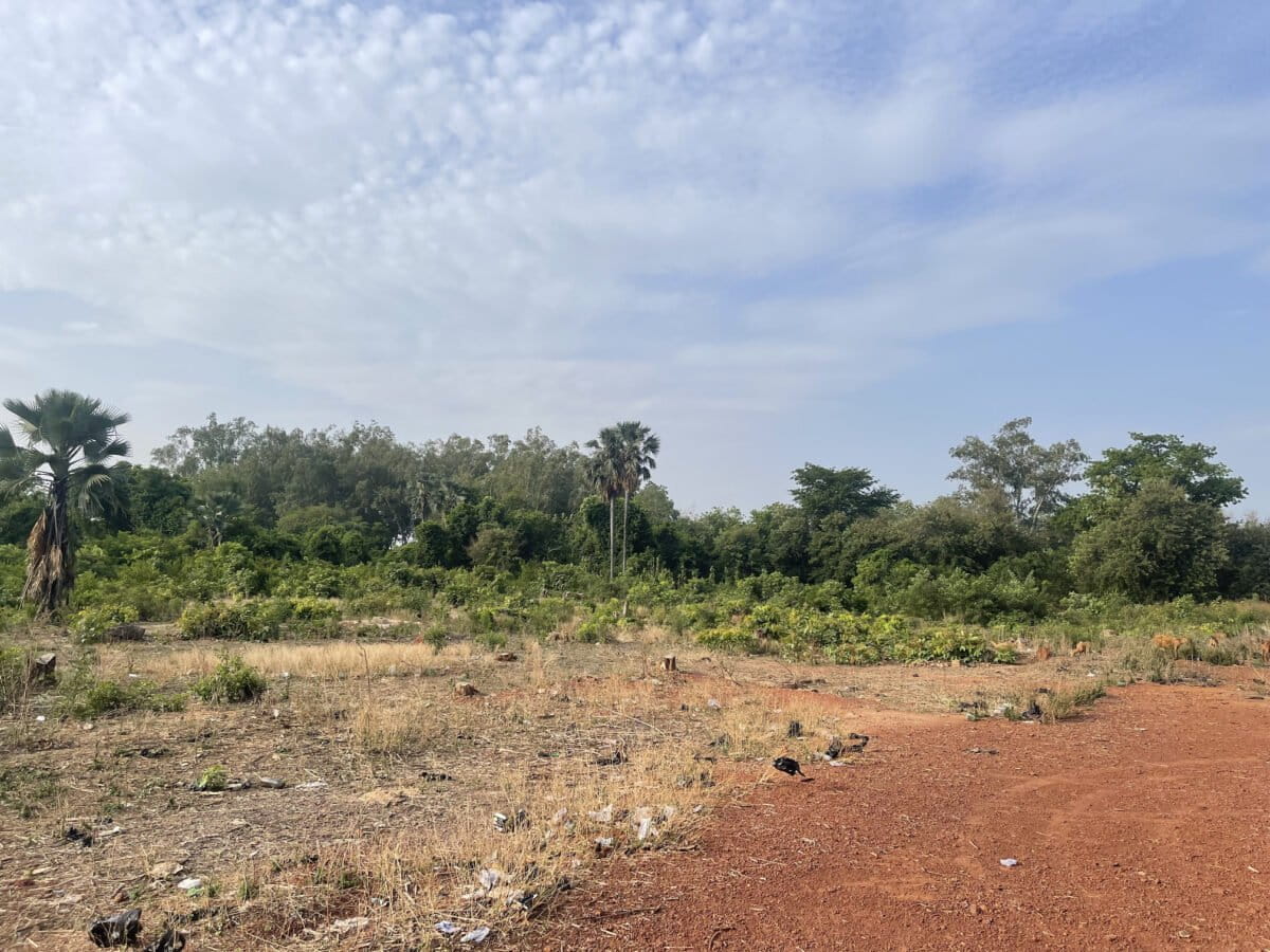 Projet Mali Reforestation