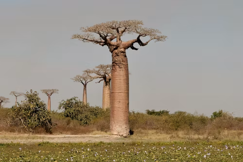 Projet Baobab Conservation